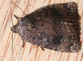 American Copper Underwing